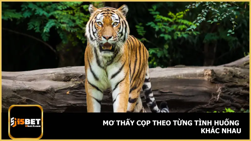 Mỗi hoàn cảnh trong giấc mơ sẽ kéo theo một ý nghĩa riêng biệt