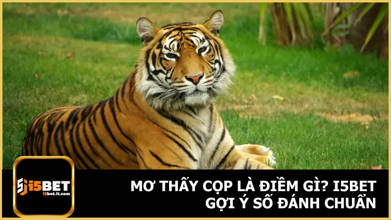Mơ Thấy Cọp Là Điềm Gì? i5bet Gợi Ý Số Đánh Chuẩn 3 Mơ Thấy Cọp Là Điềm Gì? i5bet Gợi Ý Số Đánh Chuẩn