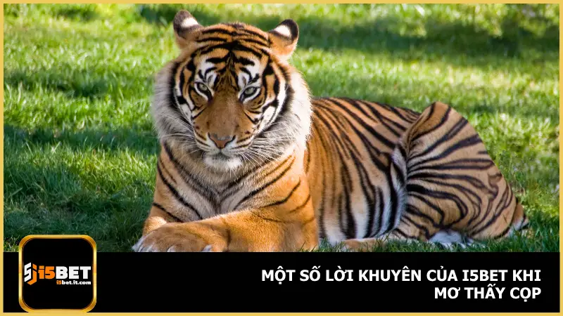 Mơ thấy cọp không chỉ nên được xem như một điềm báo tốt hay xấu đơn thuần
