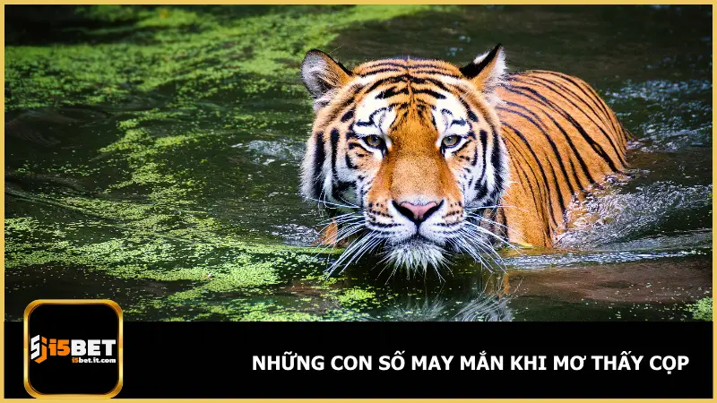 Mơ thấy cọp cũng là cơ hội không thể bỏ qua để lựa chọn con số tài lộc