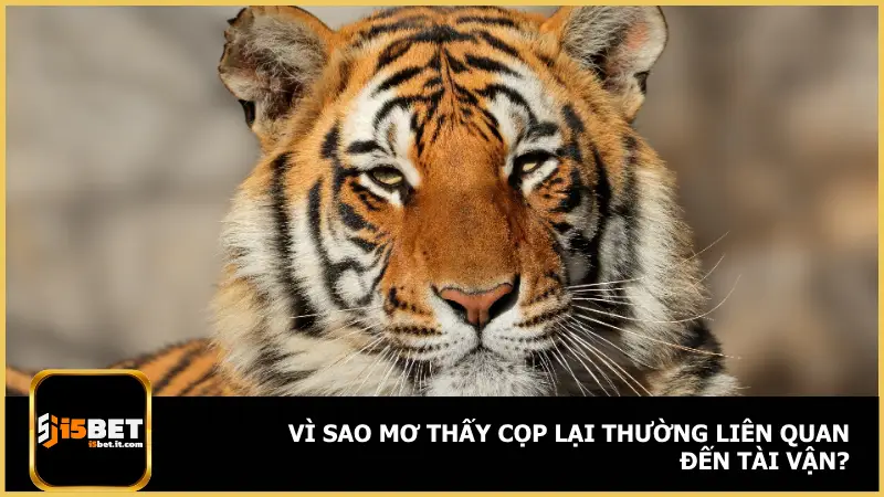 Không ít người chơi tại i5bet thắc mắc vì sao cọp lại thường gắn với vận may tài chính